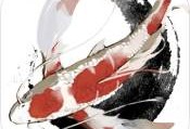 洄溯沙棠手游官方下载：体验古风灵鱼养成之旅