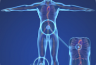 三维模型体谱app下载：探索人体结构的奥秘