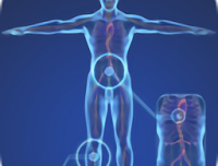 三维模型体谱app下载：探索人体结构的奥秘