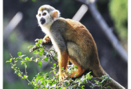 冒险猴子香蕉游戏下载 - 安卓版休闲益智挑战