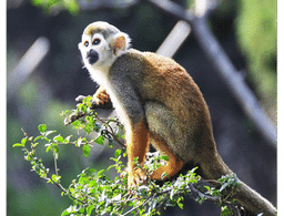 冒险猴子香蕉游戏下载 - 安卓版休闲益智挑战