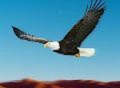 翱翔老鹰挑战模拟器手机版下载：体验真实老鹰冒险之旅