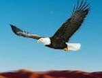 翱翔老鹰挑战模拟器手机版下载：体验真实老鹰冒险之旅