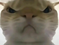 三角洲行动鼠鼠工具游戏辅助下载