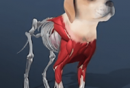 放置宠物冒险手游下载：打造专属宠物，享受轻松休闲的养成乐趣