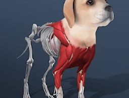 放置宠物冒险手游下载：打造专属宠物，享受轻松休闲的养成乐趣