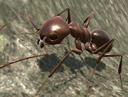 3D蚂蚁模拟器 - 安卓经营养成游戏下载