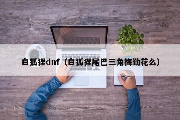 白狐狸dnf(白狐狸尾巴三角梅勤花么)